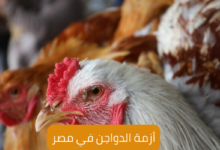 أزمة الدواجن في مصر 6 أزمة الدواجن في مصر The crisis of the poultry in Egypt