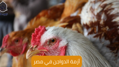 أزمة الدواجن في مصر The crisis of the poultry in Egypt