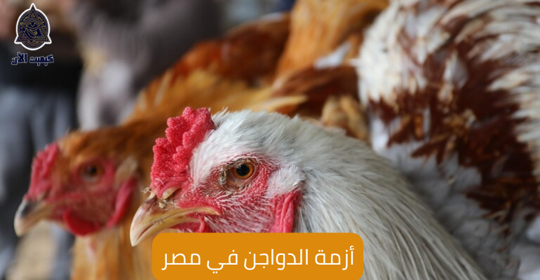 أزمة الدواجن في مصر The crisis of the poultry in Egypt