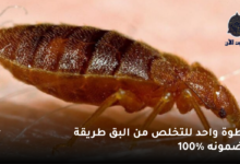 خطوة واحد للتخلص من البق طريقة مضمونه 100٪