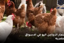 اسعار الدواجن والبيض اليوم الاربعاء 2023/7/19 في مصر 6 اسعار الدواجن اليو في الاسواق المصريه