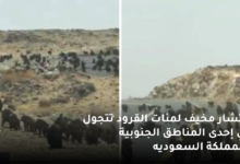 بالفيديو انتشار مخيف لمئات القرود تتجول في إحدى المناطق الجنوبية بالمملكة السعوديه 7 انتشار مخيف لمئات القرود تتجول في إحدى المناطق الجنوبية بالمملكة السعوديه