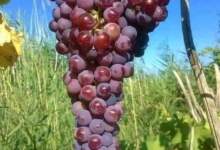 موعد غرس الأشجار المثمرة 7 FB IMG 1715980809614