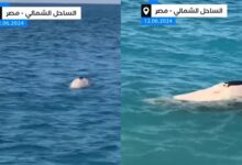 ذعر بين المصطافين بسبب ظهور حوت قرب الشاطئ في الساحل الشمالي 7 img 1718299766244