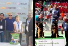 للمرة الثانية.. كلب مصري يفوز بلقب أجمل كلب راعي ألماني في العالم! 6 كلب مصري يفوز بلقب أجمل كلب راعي ألماني في العالم 03