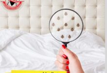 افضل شركة مكافحة حشرات التجمع الخامس المجموعة العالمية لمكافحة الحشرات والقوارض شركه مهاب 11 IMG 20240805 WA0177