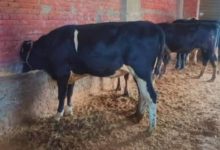 FB IMG 1745345740729