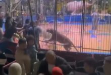 فيديو أسد يفـ.ـترس يد شخص بسيرك في طنطا 6 Screenshot 2025 04 02 03 07 58 66 99c04817c0de5652397fc8b56c3b3817