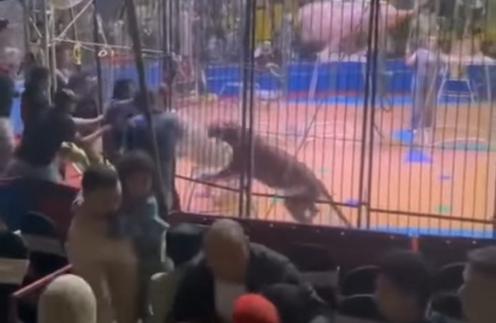 فيديو أسد يفـ.ـترس يد شخص بسيرك في طنطا  7 Screenshot 2025 04 02 03 07 58 66 99c04817c0de5652397fc8b56c3b3817