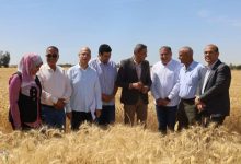 محافظ السويس يعلن انطلاق موسم حصاد القمح من الشلوفة: عيد للفلاح المصري وبداية لحصاد تعب عام كامل 7 FB IMG 1746628593042