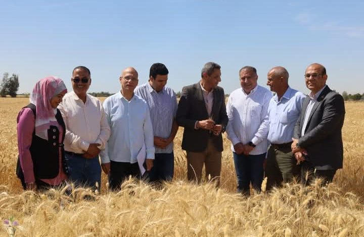 محافظ السويس يعلن انطلاق موسم حصاد القمح من الشلوفة: عيد للفلاح المصري وبداية لحصاد تعب عام كامل 6 FB IMG 1746628593042