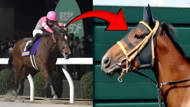 【衝撃映像】ミリアッドラヴが芝初挑戦で競走中止!池添謙一騎手が落馬【函館スプリントS 2025】 2 1749892111175 272j2o 2 0