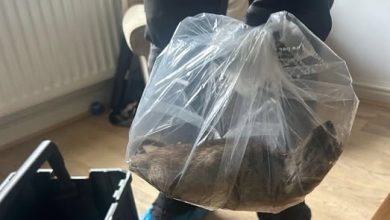 Titre : Un rat géant de 56 cm retrouvé dans une maison au Royaume-Uni : "De la taille d’un chat"