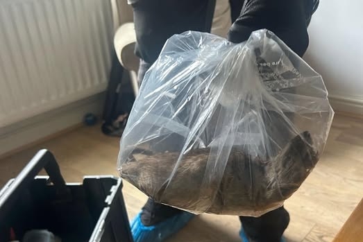 Titre : Un rat géant de 56 cm retrouvé dans une maison au Royaume-Uni : "De la taille d’un chat"
