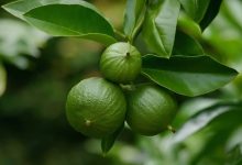 "دراسة برازيلية حديثة تكشف عن فوائد أوراق البرغموت المذهلة في الوقاية من أمراض الكبد وتحسين صحة الجسم" 4 Upfoto CCxeOz2izdEnHnPiO8PaXUI4mfSCLx6FH7uP53k6DmUEg