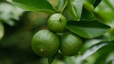 Upfoto CCxeOz2izdEnHnPiO8PaXUI4mfSCLx6FH7uP53k6DmUEg