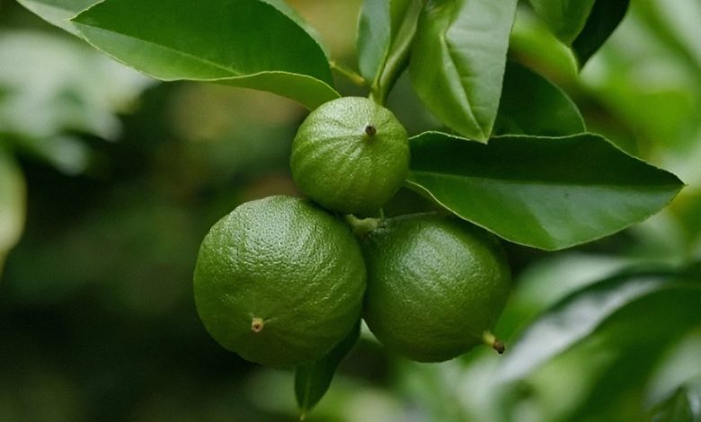 Upfoto CCxeOz2izdEnHnPiO8PaXUI4mfSCLx6FH7uP53k6DmUEg