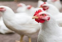 أسعار الفراخ وكرتونة البيض اليوم في بورصة الدواجن الجمعة 24 أكتوبر 2025 | استقرار نسبي في السوق وتوقعات بانخفاض خلال الأيام المقبلة 7 Upfoto E8kJmTgBhISIAeEpyyDiJXyfSIic2XshlIAjpunX4mzC6