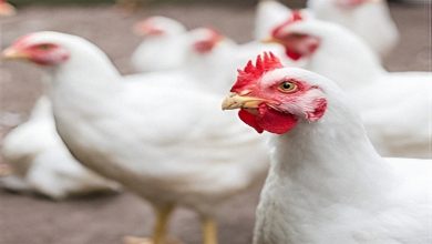 Upfoto E8kJmTgBhISIAeEpyyDiJXyfSIic2XshlIAjpunX4mzC6