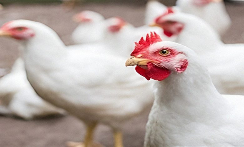 أسعار الفراخ وكرتونة البيض اليوم في بورصة الدواجن الجمعة 24 أكتوبر 2025 | استقرار نسبي في السوق وتوقعات بانخفاض خلال الأيام المقبلة 13 Upfoto E8kJmTgBhISIAeEpyyDiJXyfSIic2XshlIAjpunX4mzC6